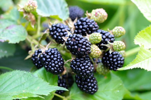 Blackberry Bush Removal in Lenoir City