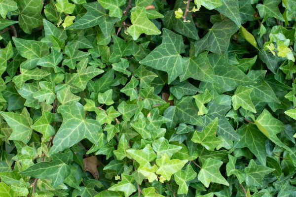 Cost of English Ivy Removal in Lenoir City