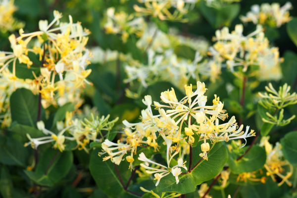 Cost of Honeysuckle Removal in Lenoir City