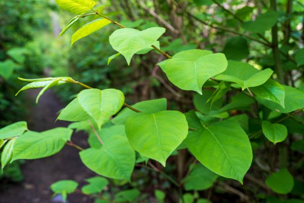 Cost of Invasive Plant Removal in Lenoir City