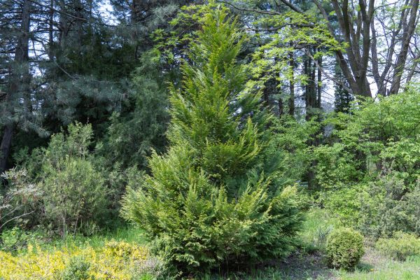 Cost of Juniper Pruning in Lenoir City