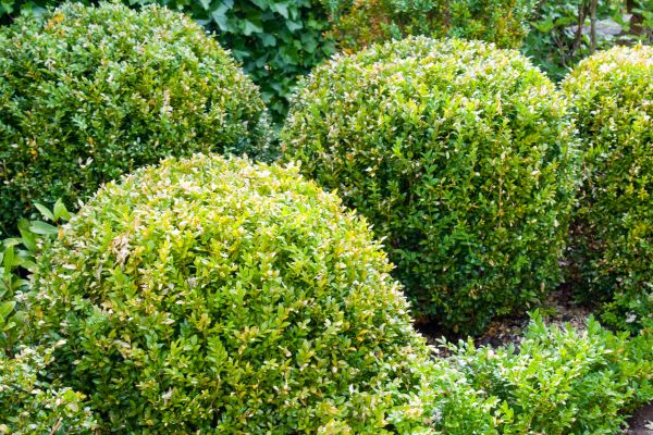 Cost of Landscape Trimming Service in Lenoir City