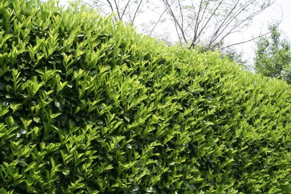 Cost of Laurel Removal in Lenoir City