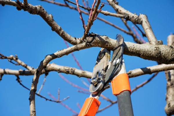 Cost of Pruning Service in Lenoir City