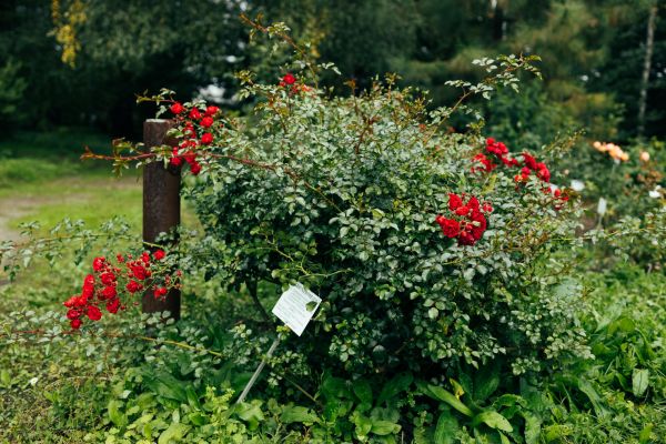Cost of Rose Bush Removal in Lenoir City