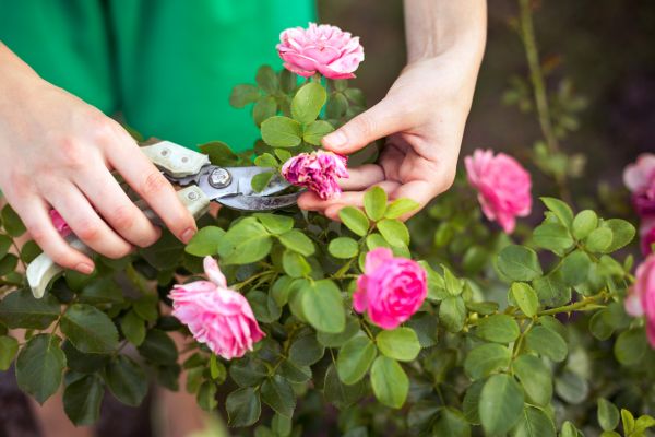 Cost of Rose Trimming in Lenoir City