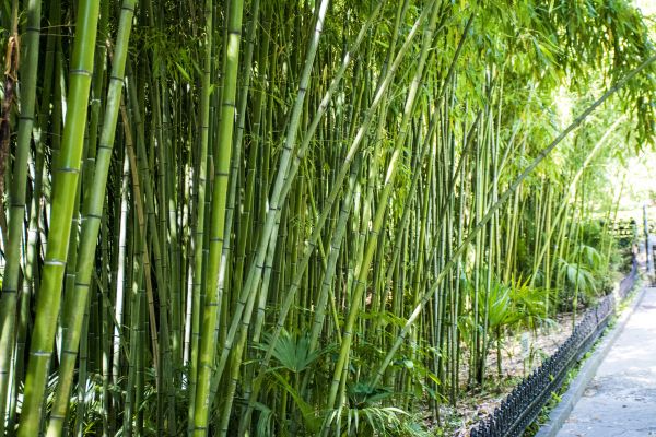 Cost of Bamboo Root Removal in Lenoir City