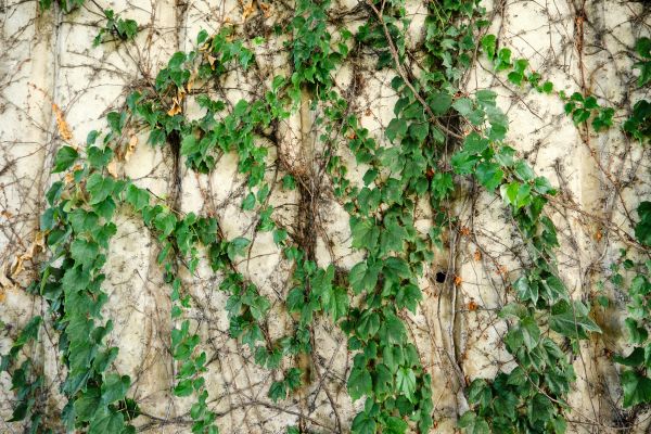 Cost of Vine Removal Service in Lenoir City