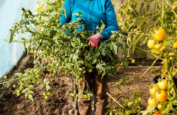 Cost of Garden Plant Removal in Lenoir City