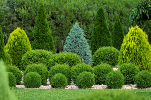 Cost of Shrub Shaping in Lenoir City