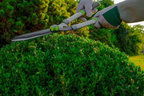 Cost of Topiary Shearing in Lenoir City