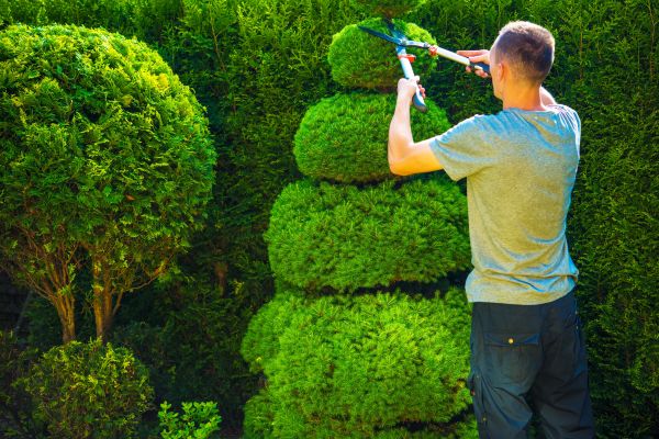 Cost of Topiary Shaping in Lenoir City