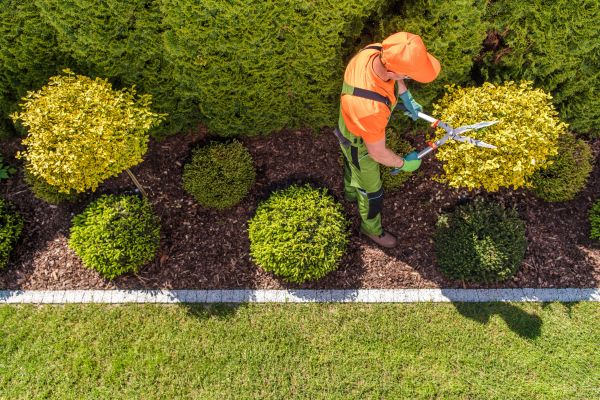 Cost of Topiary Trimming in Lenoir City