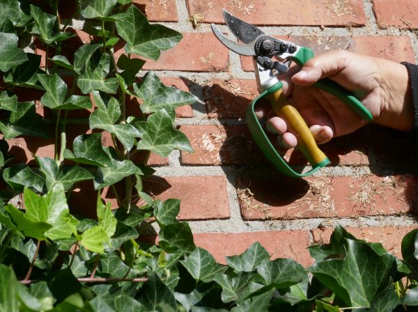 Cost of Ivy Removal Service in Lenoir City