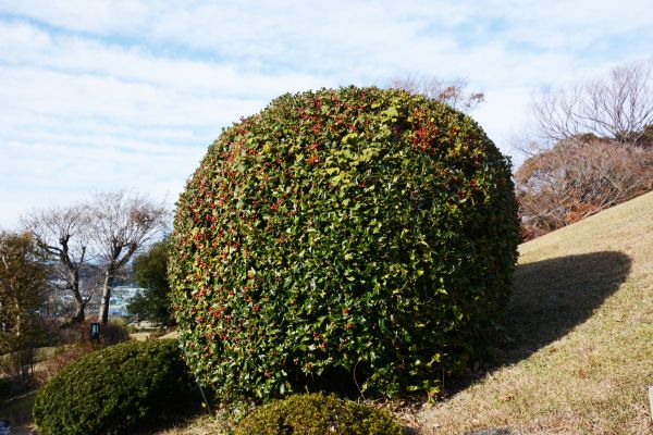 Cost of Holly Trimming in Lenoir City