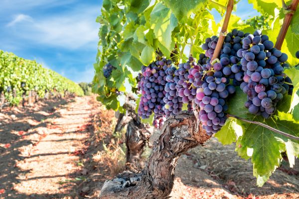 Cost of Grapevine Pruning in Lenoir City