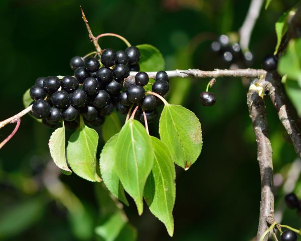 Cost of Buckthorn Removal in Lenoir City