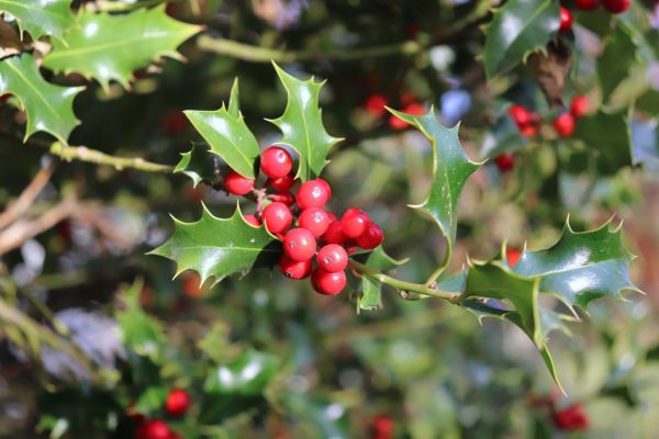Cost of Holly Tree Trimming in Lenoir City