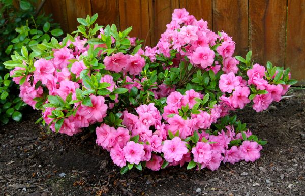 Cost of Azaleas Removal in Lenoir City