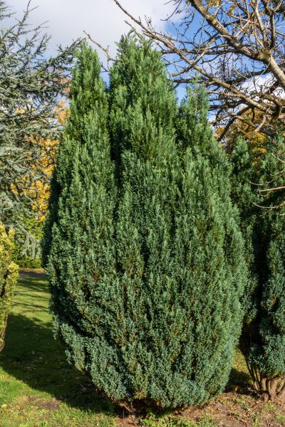 Cost of Juniper Trimming in Lenoir City