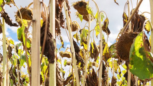 Cost of Dead Plant Removal in Lenoir City