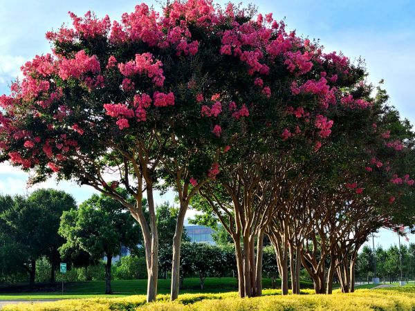 Cost of Crepe Myrtle Pruning in Lenoir City