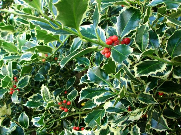 Cost of Holly Bushes Trimming in Lenoir City