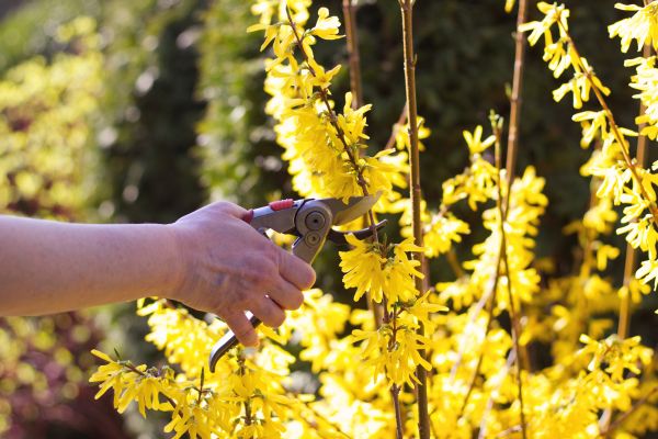Forsythia Pruning in Lenoir City