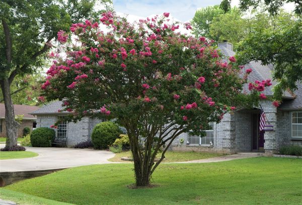 Crepe Myrtle Trimming in Lenoir City