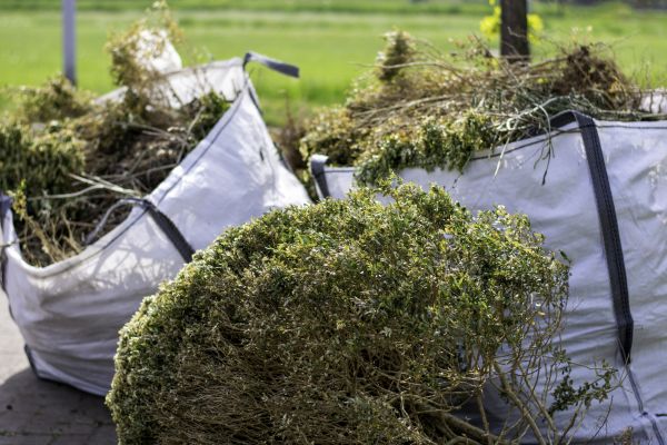 Cost of Shrubs Removal in Lenoir City