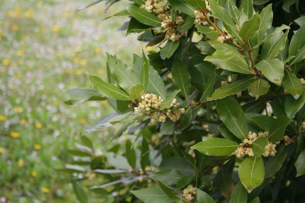 Cost of Laurel Trimming in Lenoir City