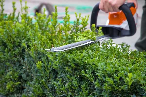 Cost of Evergreen Hedge Trimming in Lenoir City
