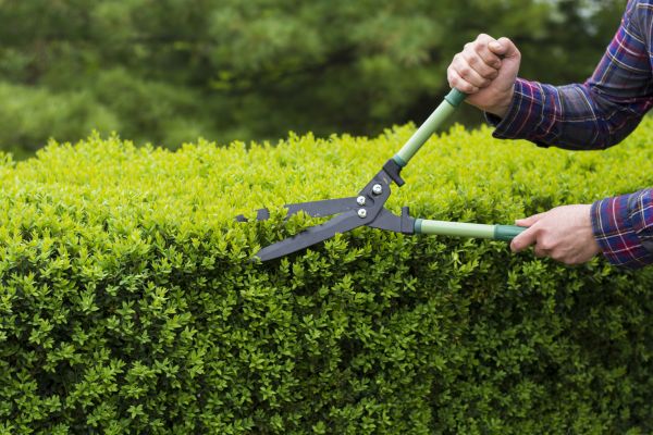 Cost of Evergreen Shrub Pruning in Lenoir City