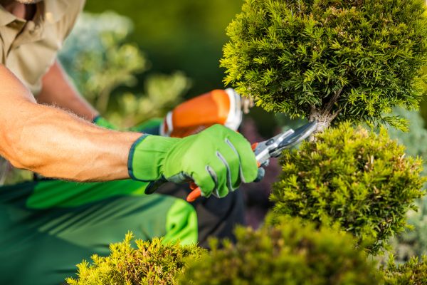 Cost of Landscape Pruning Service in Lenoir City