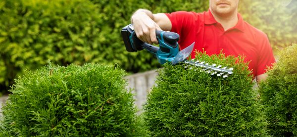 Cost of Hedge Shaping Service in Lenoir City