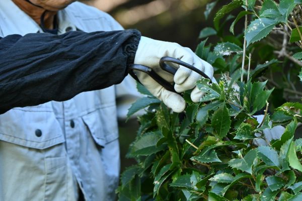 Holly Pruning in Lenoir City