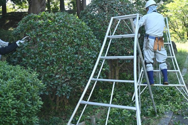 Cost of Holly Shaping in Lenoir City