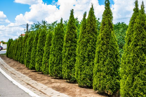 Cost of Arborvitae Shearing in Lenoir City