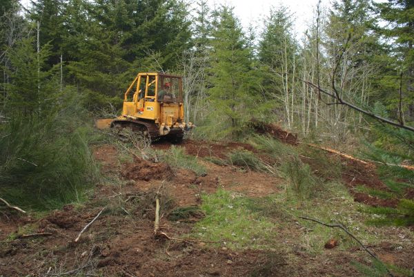 Cost of Shrubbery Clearing in Lenoir City