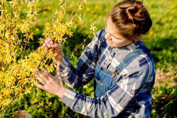 Cost of Forsythia Trimming in Lenoir City