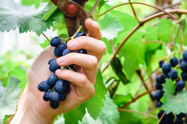 Cost of Vineyard Pruning in Lenoir City