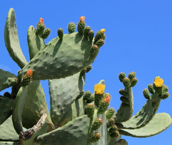 Cost of Cactus Removal in Lenoir City