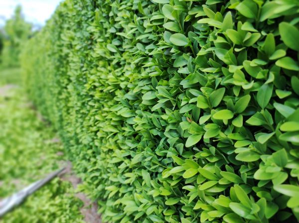 Cost of Boxwood Pruning in Lenoir City
