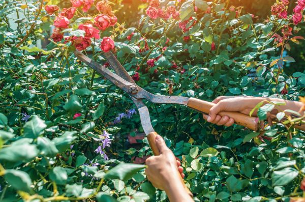 Knockout Roses Pruning in Lenoir City