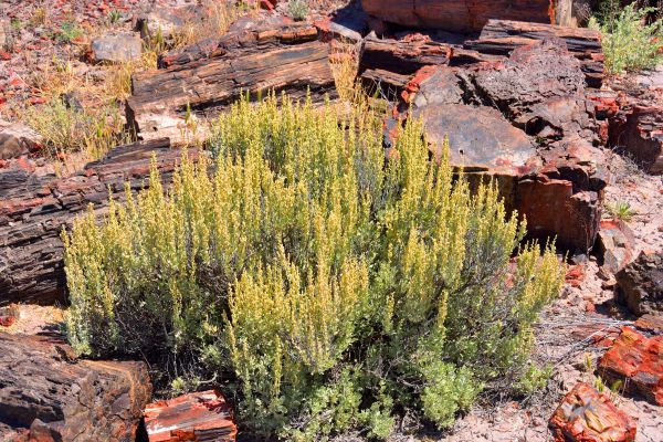 Cost of Sagebrush Removal in Lenoir City