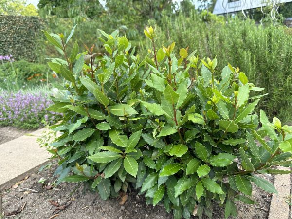 Cost of Laurel Hedge Trimming in Lenoir City