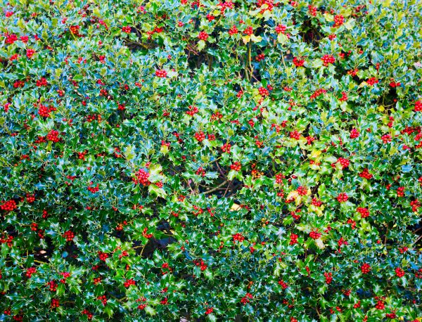 Cost of Holly Bush Removal in Lenoir City