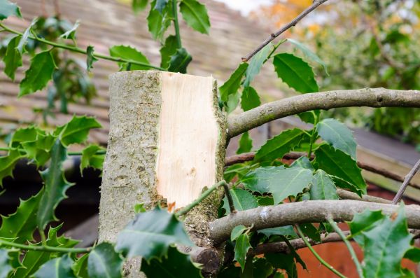 Cost of Holly Tree Removal in Lenoir City