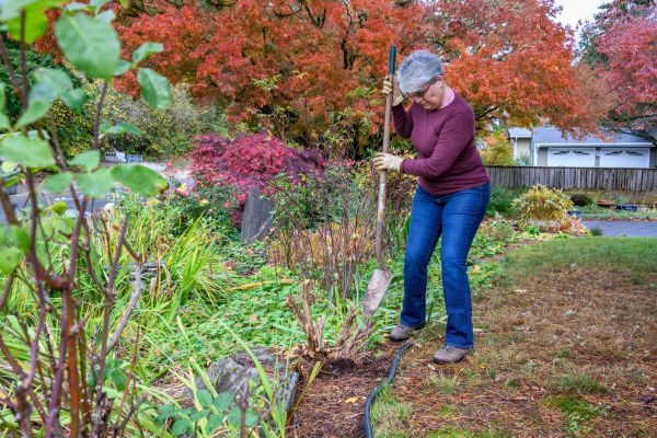 Cost of Dead Bush Removal in Lenoir City