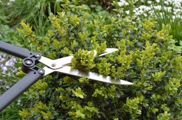 Cost of Boxwood Trimming in Lenoir City